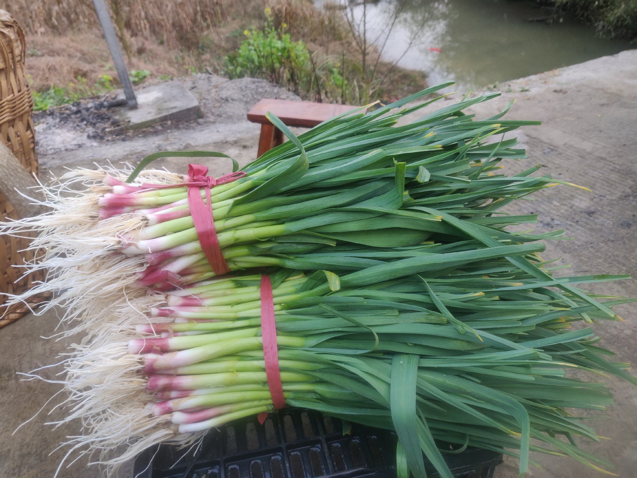 猪血炒蒜苗成品图