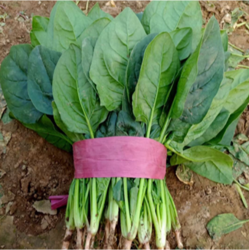 菠菜大叶菠菜25公分左右。产地直供，欢迎大家前来选购。