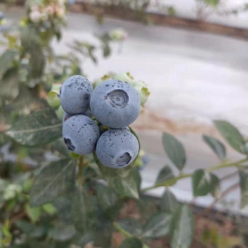 蓝莓鲜果供应莱克西公爵优瑞卡H5薄雾F6L系列等