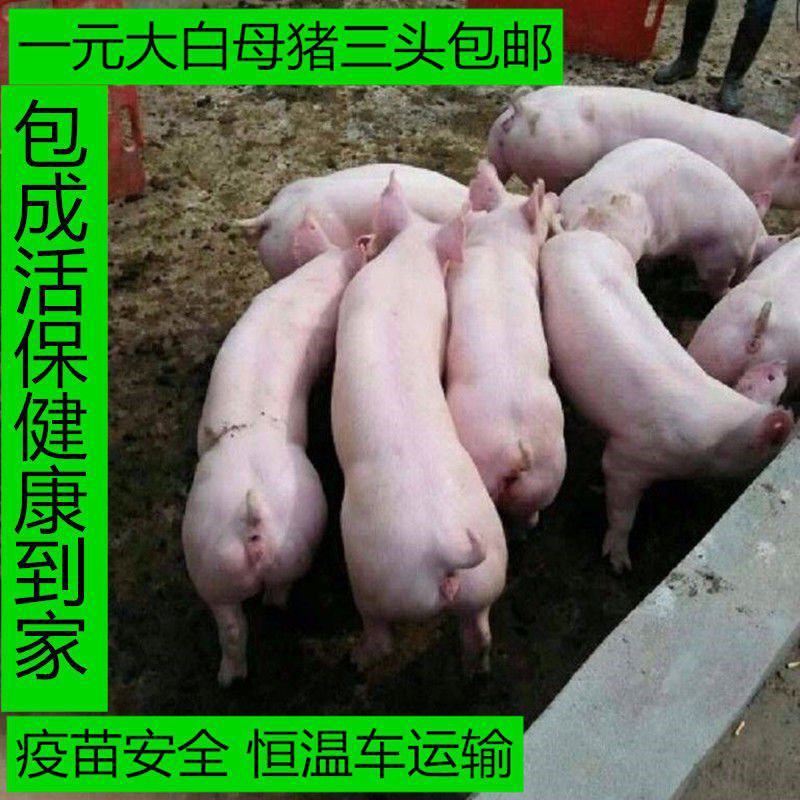 【一元大白母猪】大白母猪长白母猪二元母猪3头包邮