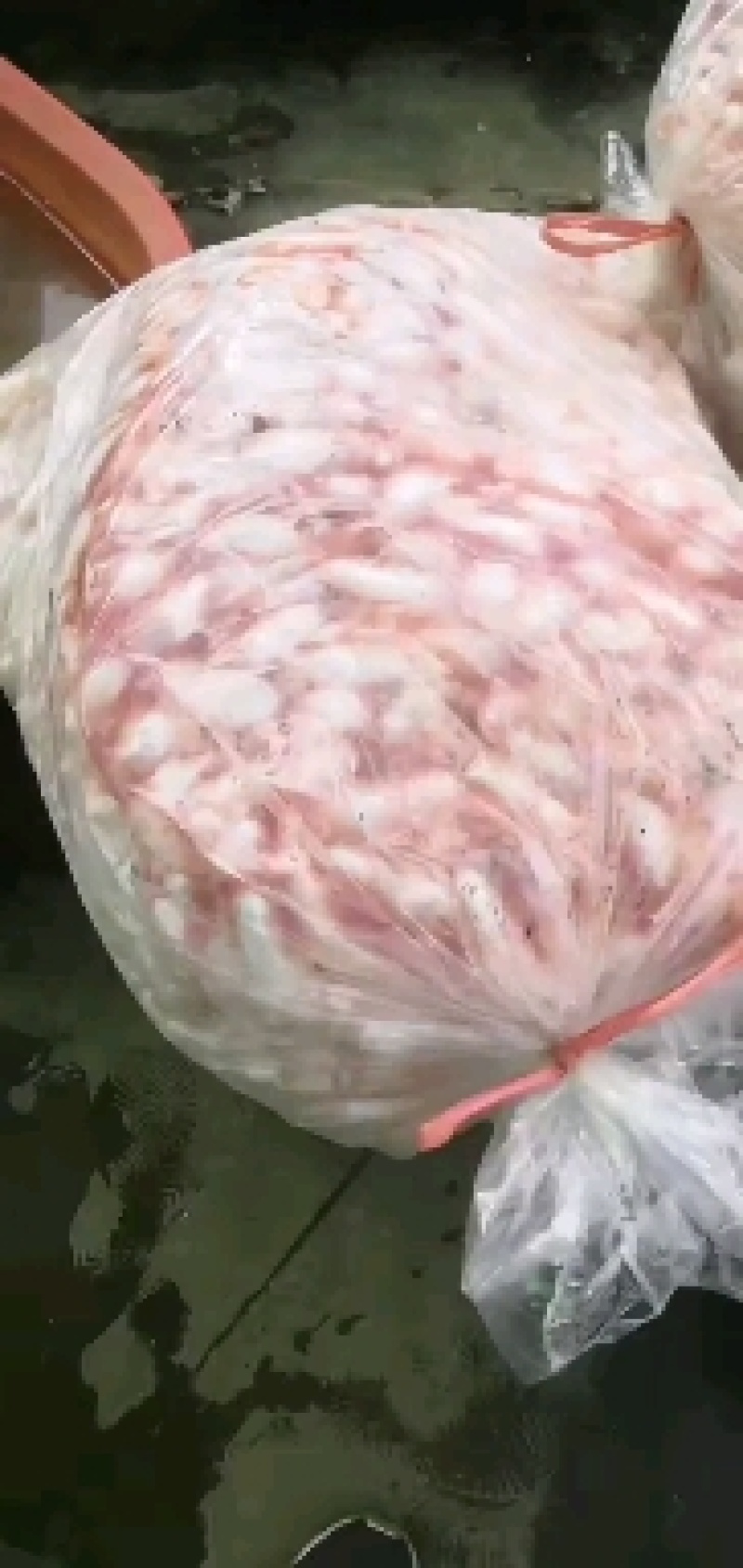 湖北白鲢鱼泡新鲜鱼泡工厂直供现货批发