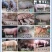 【一元大白母猪】大白母猪长白母猪二元母猪3头包邮