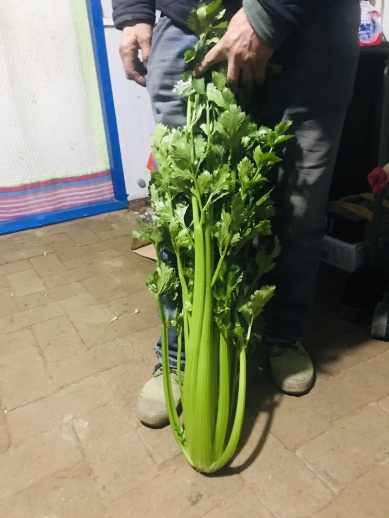 辽宁芹菜精品西芹毛菜颜色翠绿光亮单颗重2.5斤