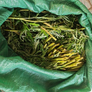 野生蓠蒿