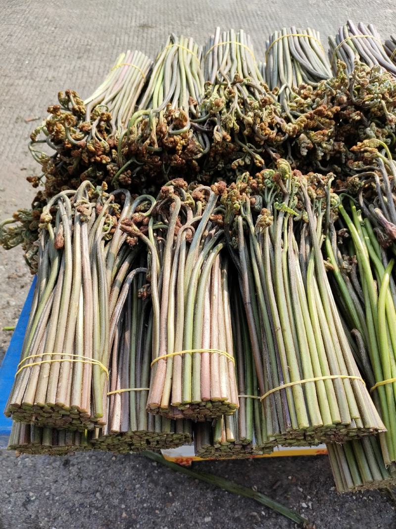 大量收购鲜蕨菜