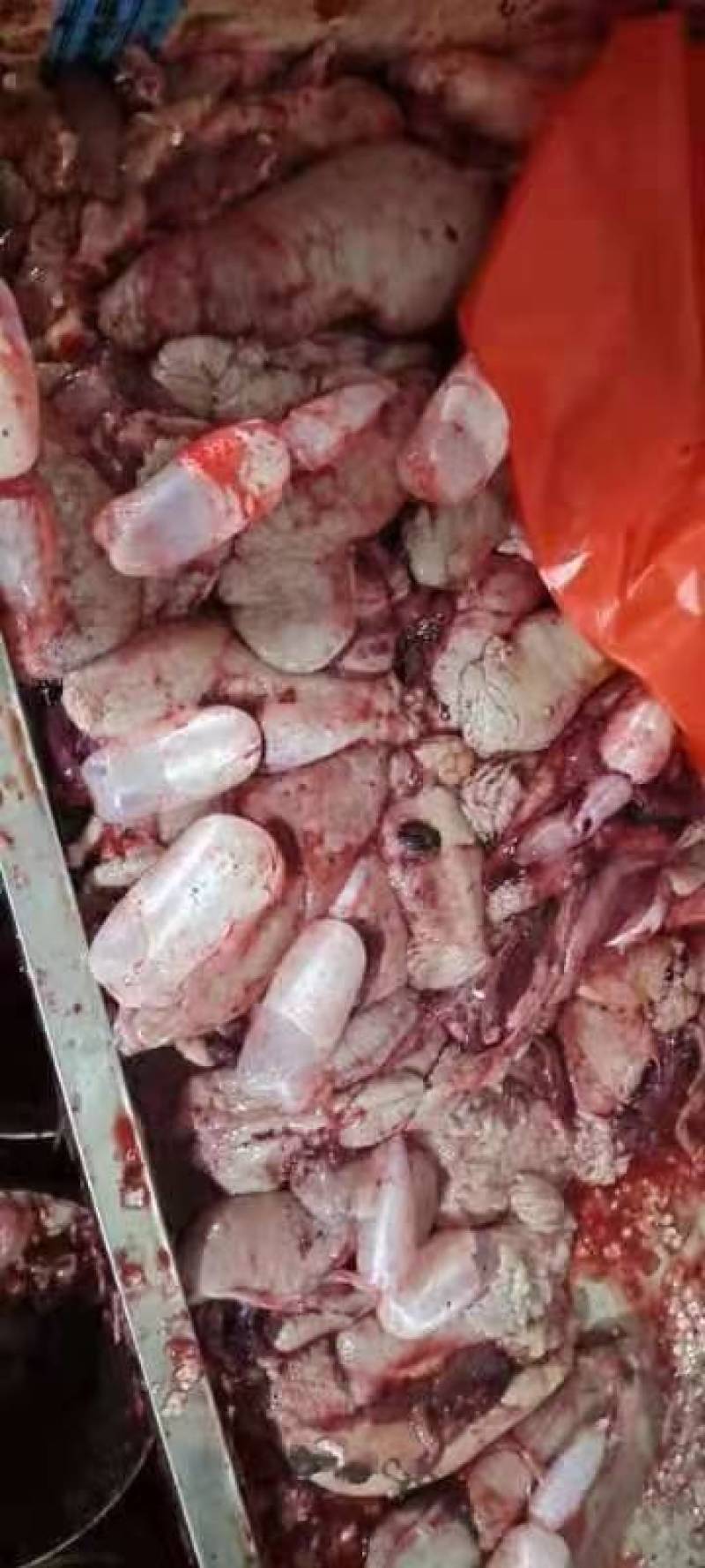 新鲜鲤鱼鱼籽鱼白黄籽白籽工厂直供批发