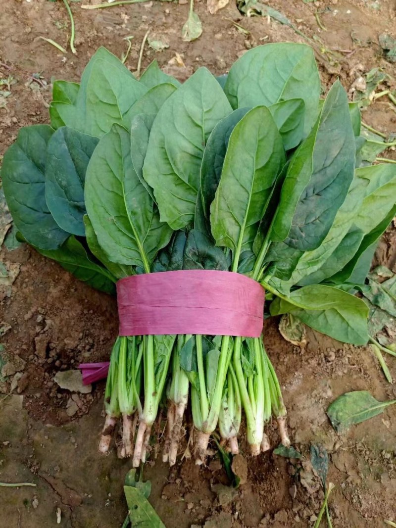 精品大叶菠菜大量上市。产地直销量大从优。