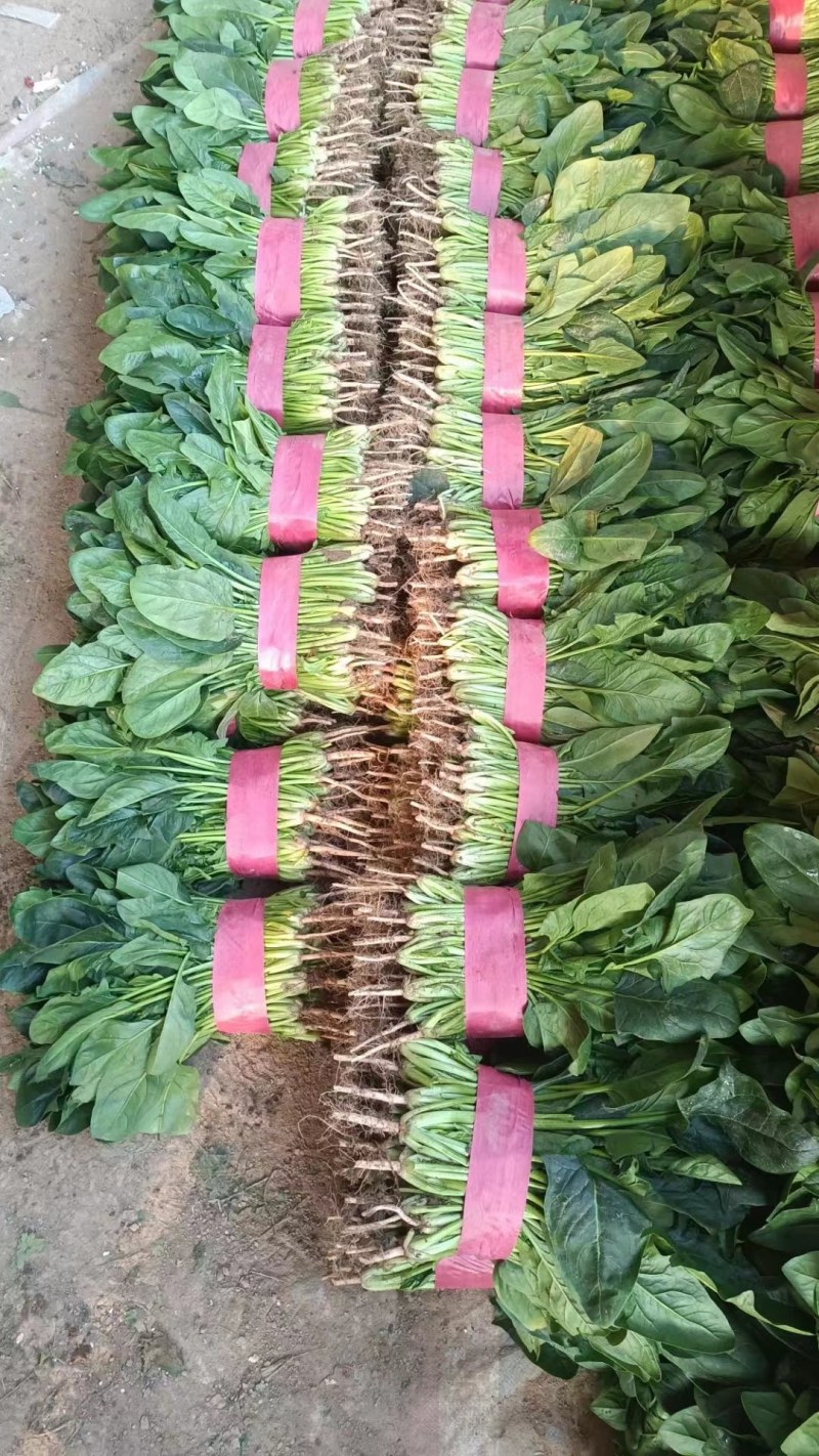 精品大叶菠菜大量上市。产地直销量大从优。