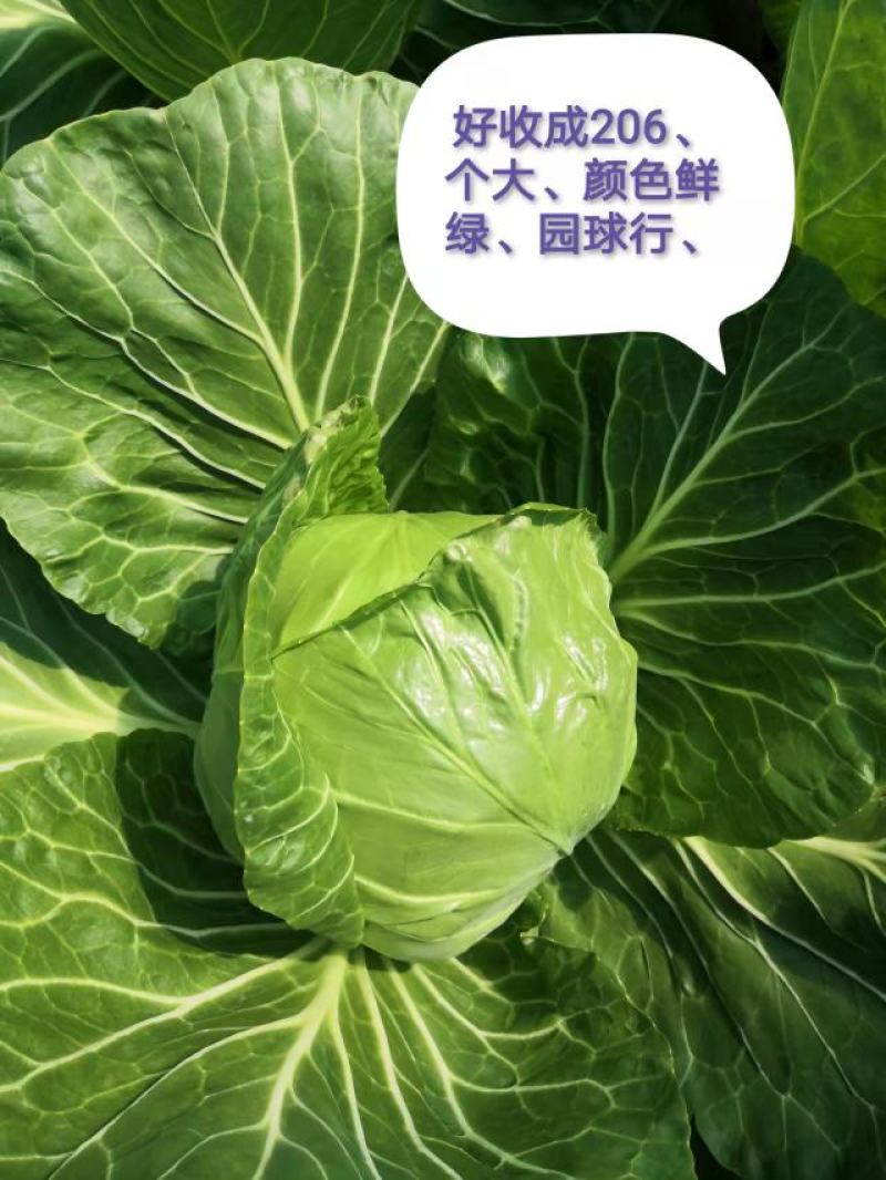 甘蓝大头菜，希望109，中甘56，