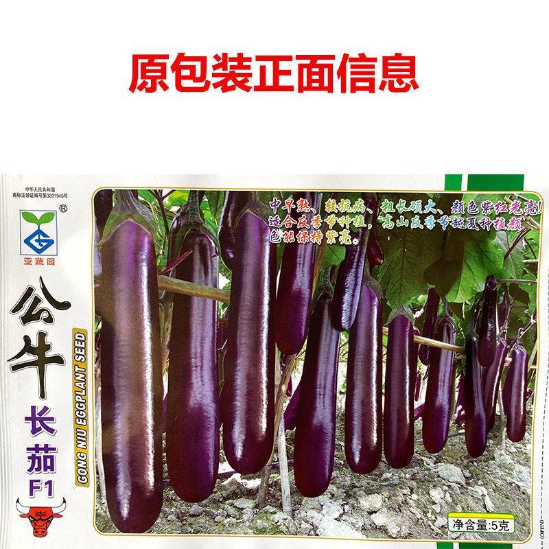 公牛长茄中早熟果实粗长硕大头尾均匀深紫红色表皮光亮。