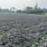 红花檵木苗/红檵木苗工程绿化苗圃移栽杯苗地苗