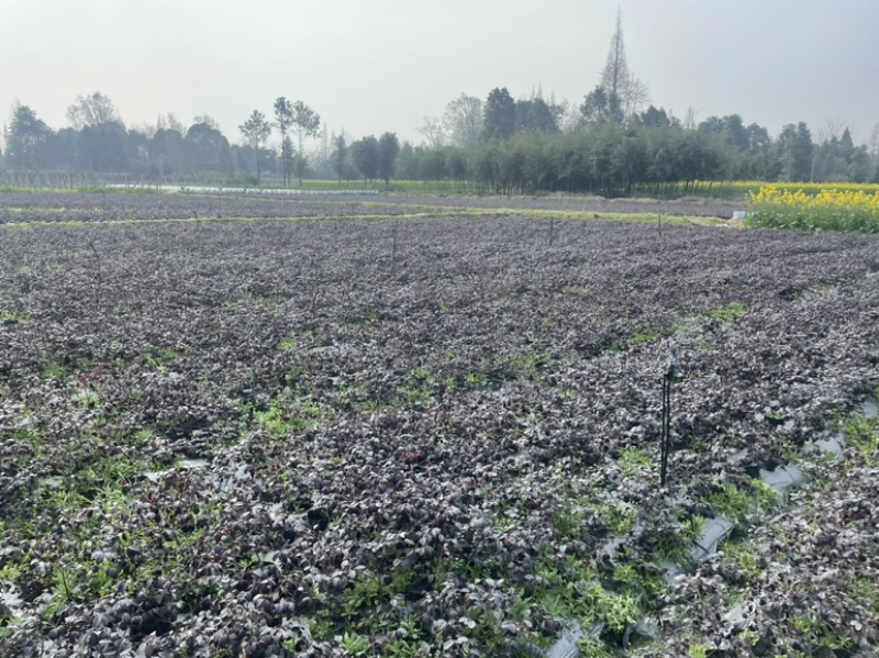 红花檵木苗/红檵木苗工程绿化苗圃移栽杯苗地苗