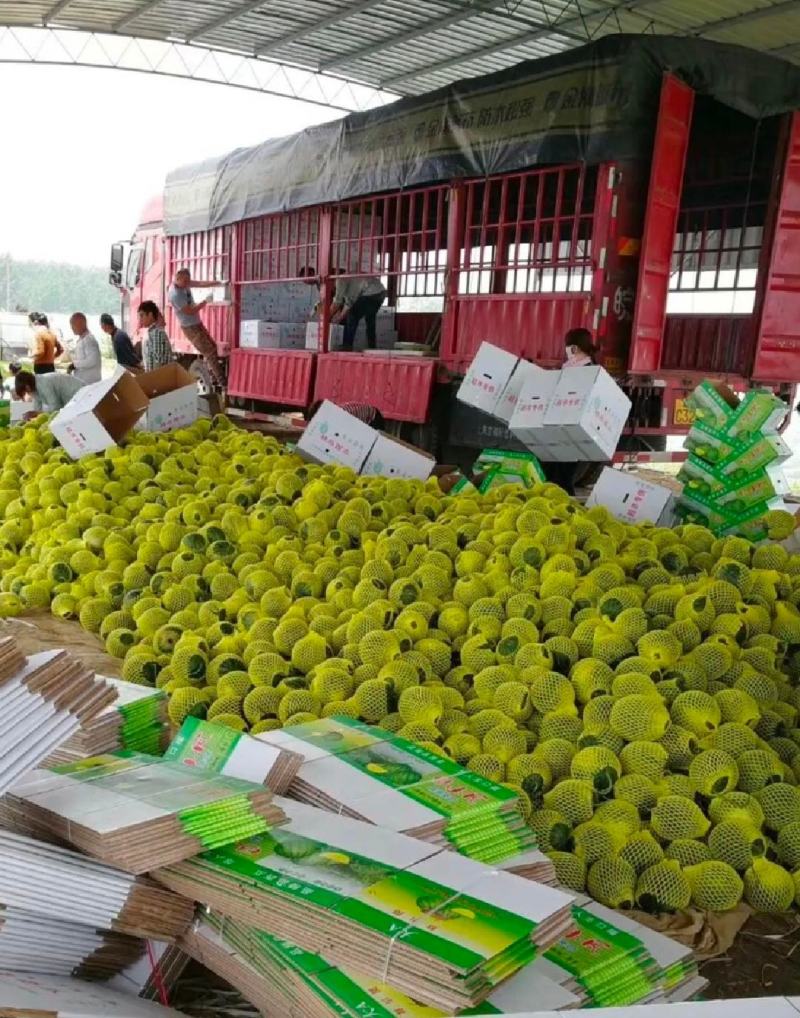 黄瓤西瓜特小凤西瓜3一6斤产地货源充足无中间商差价
