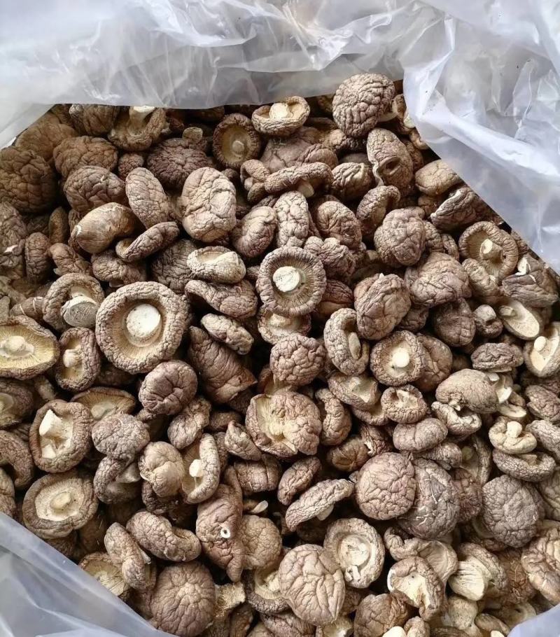 通货干香菇价格优惠品质保证一手货源大量存货欢迎采购