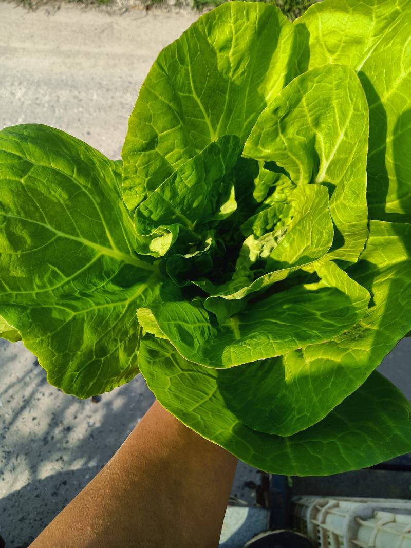 快菜江苏精品快菜量大从优对接全国质量保障