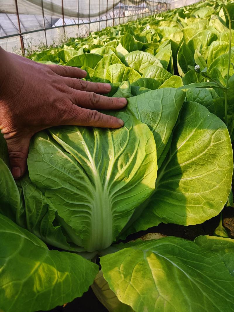 快菜江苏精品快菜量大从优对接全国质量保障