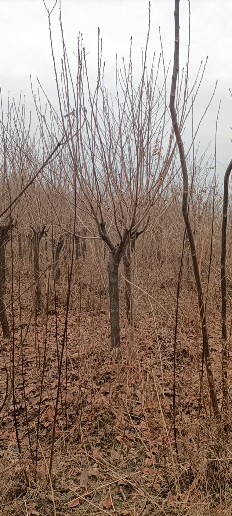 陕西樱花树晚樱花基地现挖现发价格优惠全国发货
