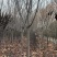 陕西樱花树晚樱花基地现挖现发价格优惠全国发货