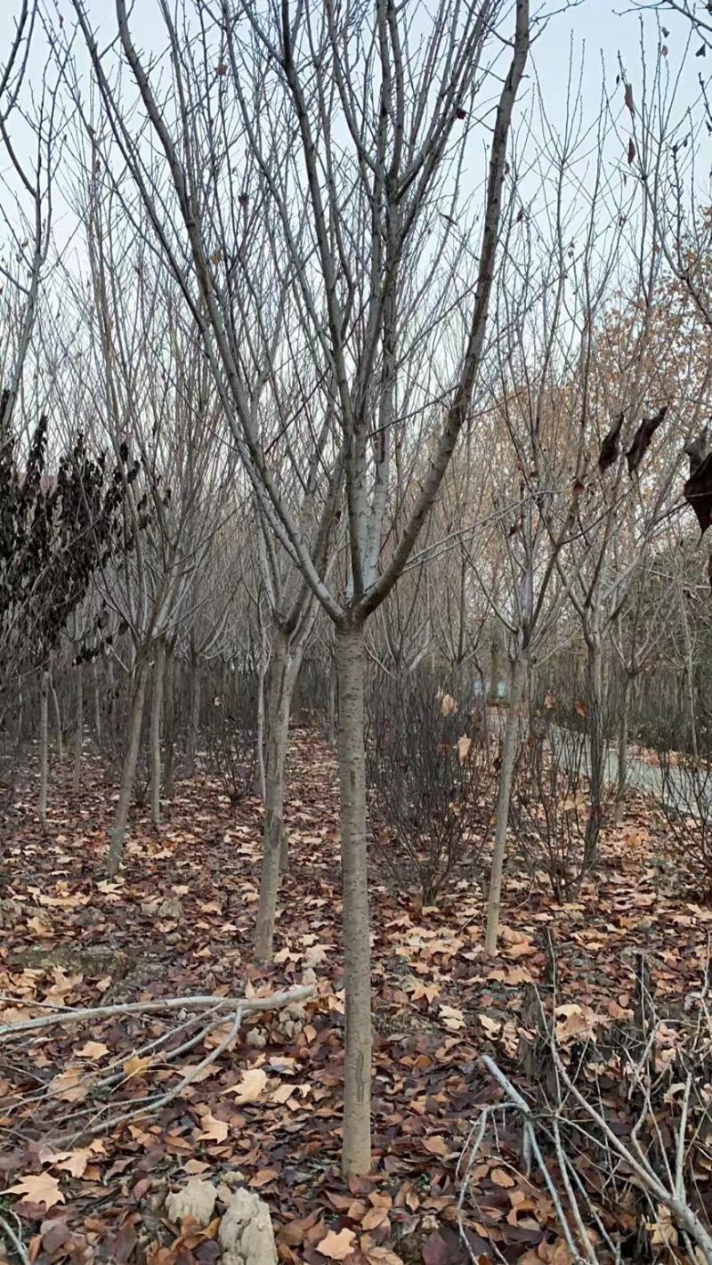 陕西樱花树晚樱花基地现挖现发价格优惠全国发货