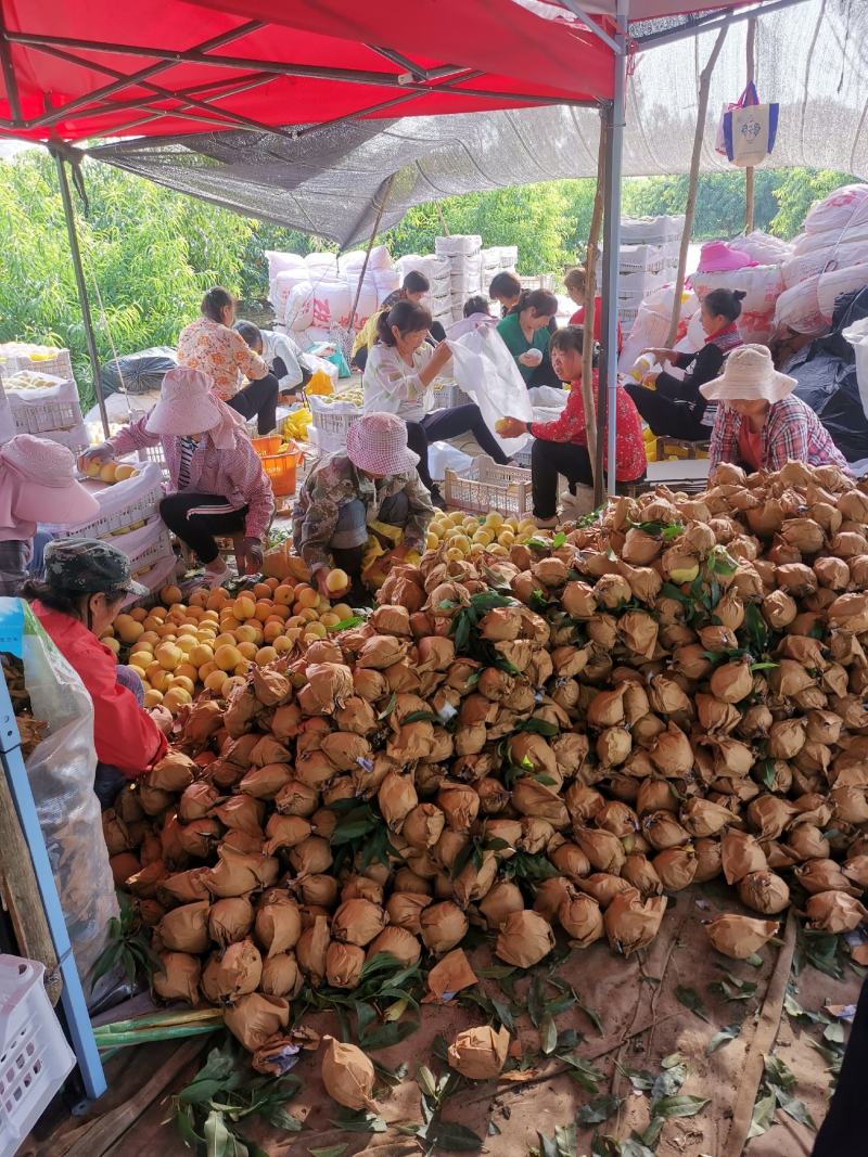 南阳黄桃《黄金蜜7号，黄金蜜1号，口感好上市早！
