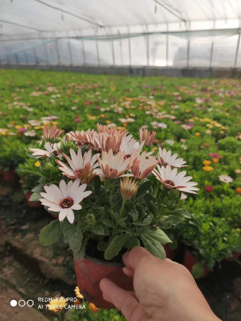 南非万寿菊盆栽植物，盆栽万寿菊盆栽花卉盆栽南非万寿菊