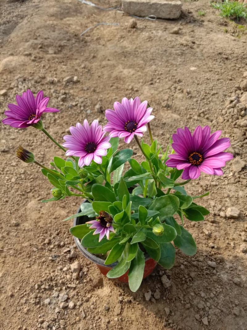 南非万寿菊盆栽植物，盆栽万寿菊盆栽花卉盆栽南非万寿菊