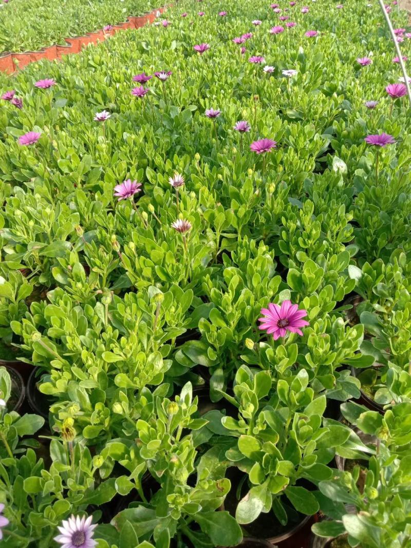 南非万寿菊盆栽植物，盆栽万寿菊盆栽花卉盆栽南非万寿菊
