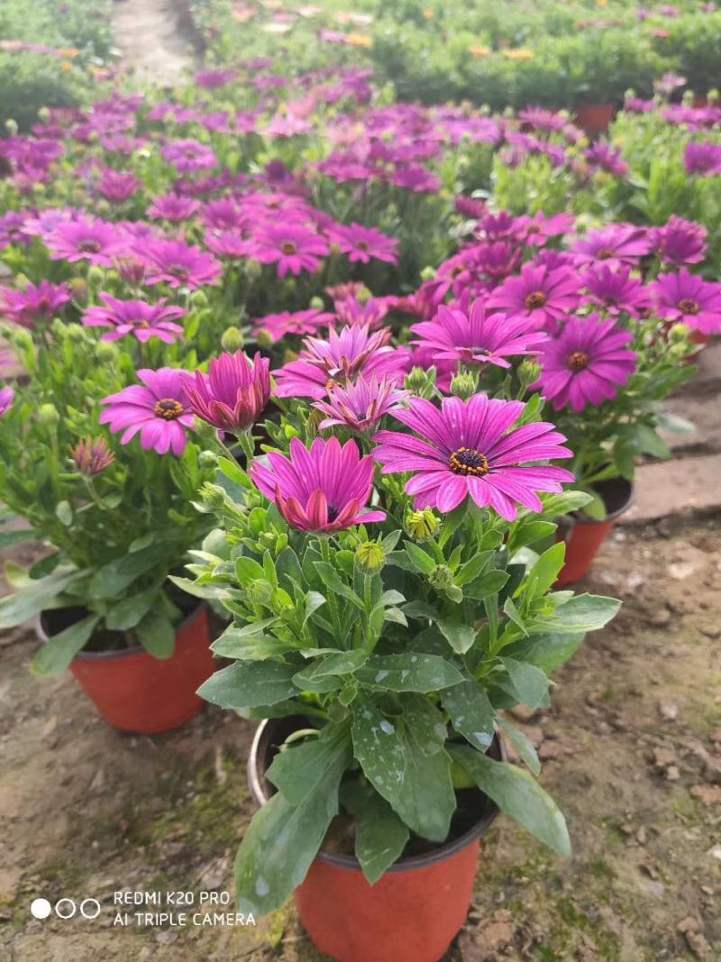 南非万寿菊盆栽植物，盆栽万寿菊盆栽花卉盆栽南非万寿菊