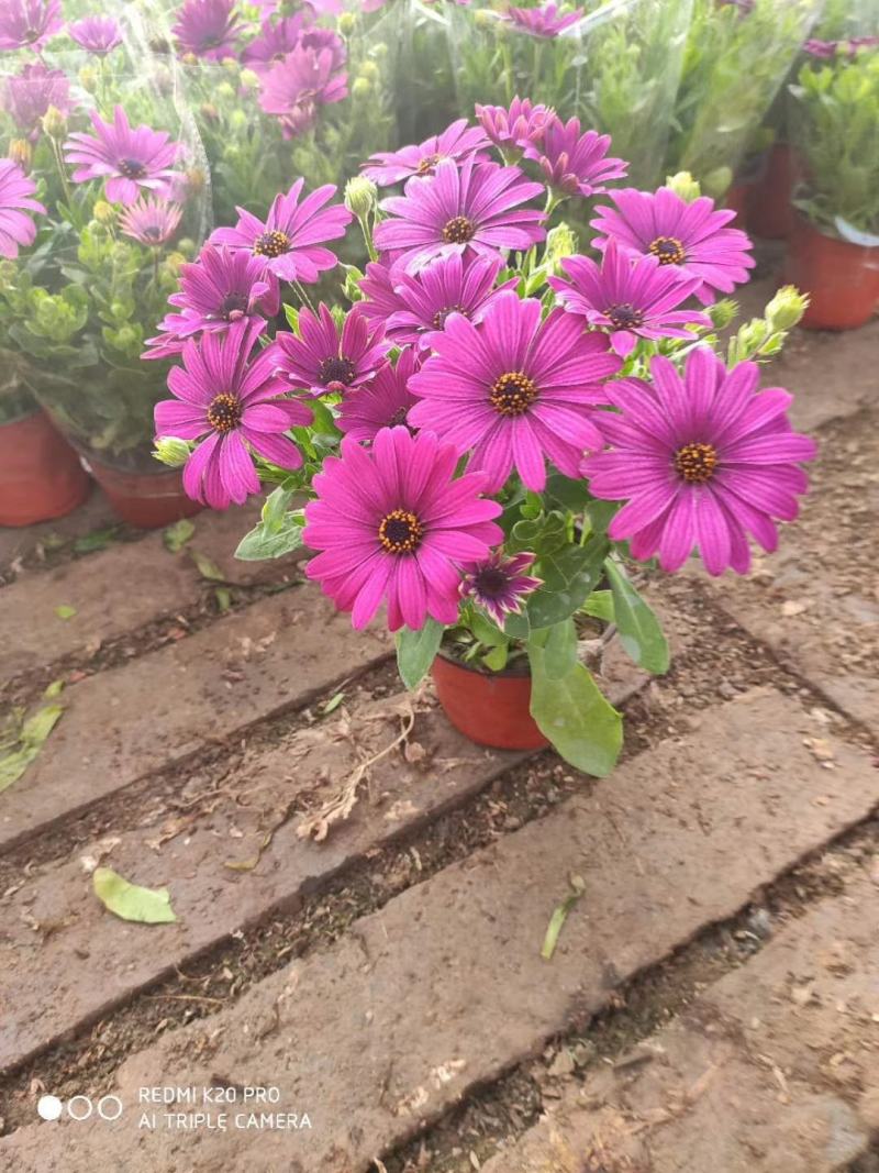南非万寿菊盆栽植物，盆栽万寿菊盆栽花卉盆栽南非万寿菊