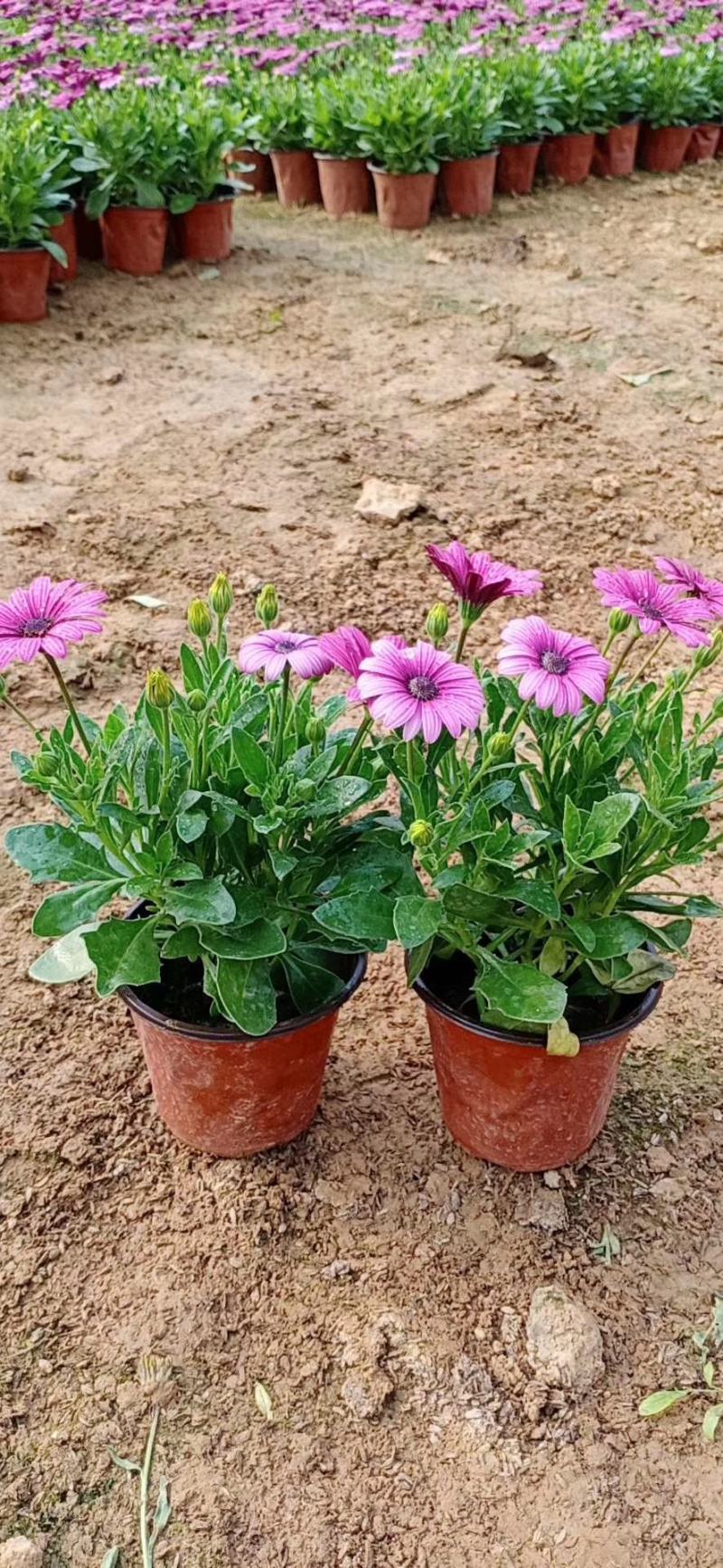 南非万寿菊盆栽植物，盆栽万寿菊盆栽花卉盆栽南非万寿菊