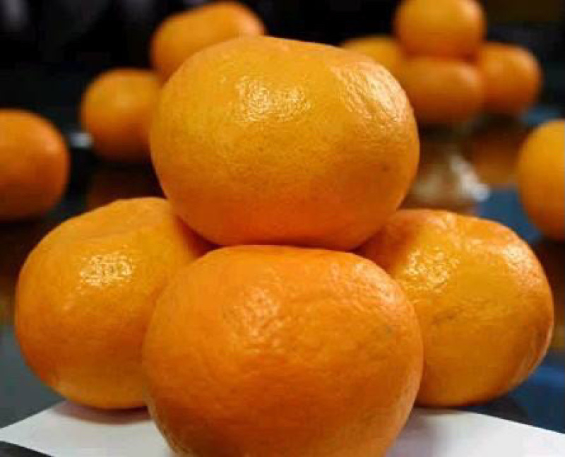 【荐】宜昌椪柑大量现货果大皮薄口感正对接各级客商