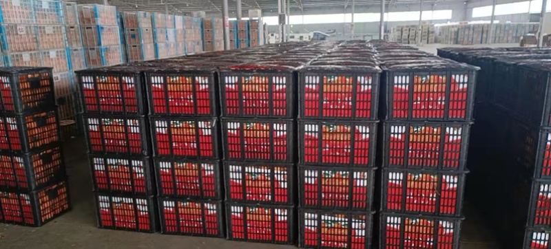 【荐】宜昌椪柑大量现货果大皮薄口感正对接各级客商