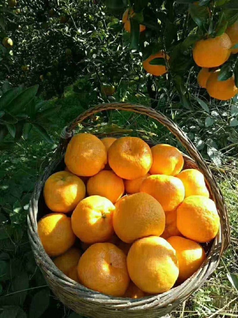 【荐】宜昌椪柑大量现货果大皮薄口感正对接各级客商