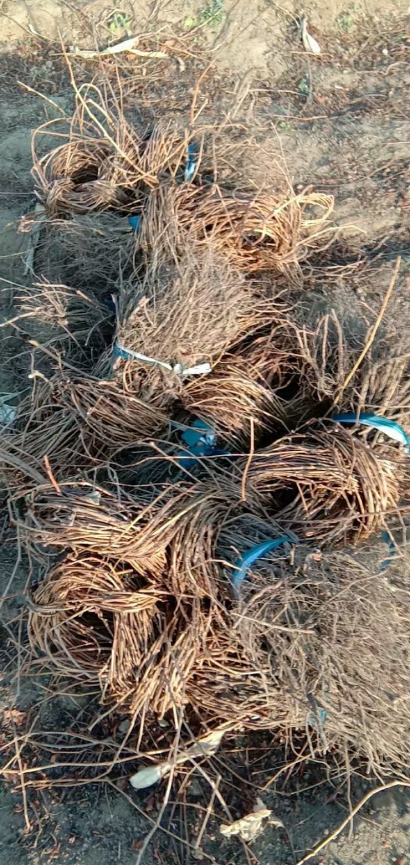 （包邮）天津爬山虎，五叶地锦，主要用于山体护坡等绿化。