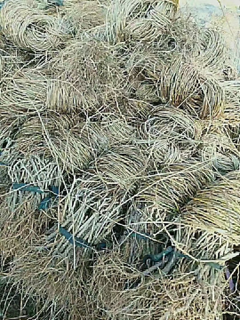 （包邮）天津爬山虎，五叶地锦，主要用于山体护坡等绿化。