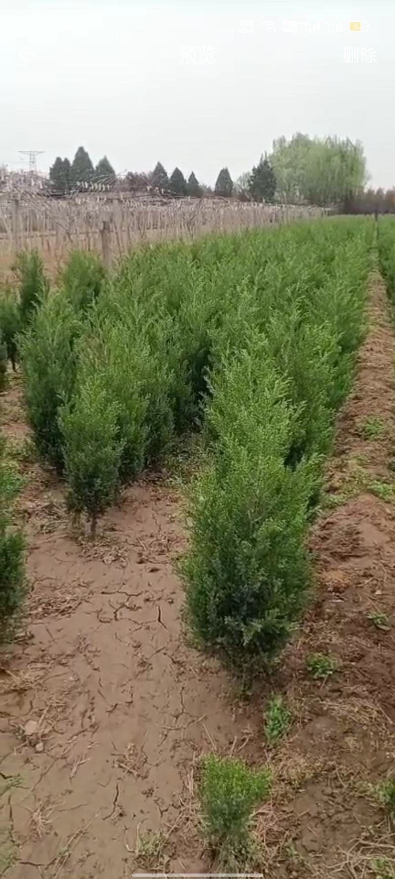 塔柏-规格齐全-价格优惠-全国发货-保质保量-现挖现发