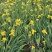 德国燕尾小苗盆栽德国燕尾基地德国燕尾价格各种鸢尾德国鸢尾