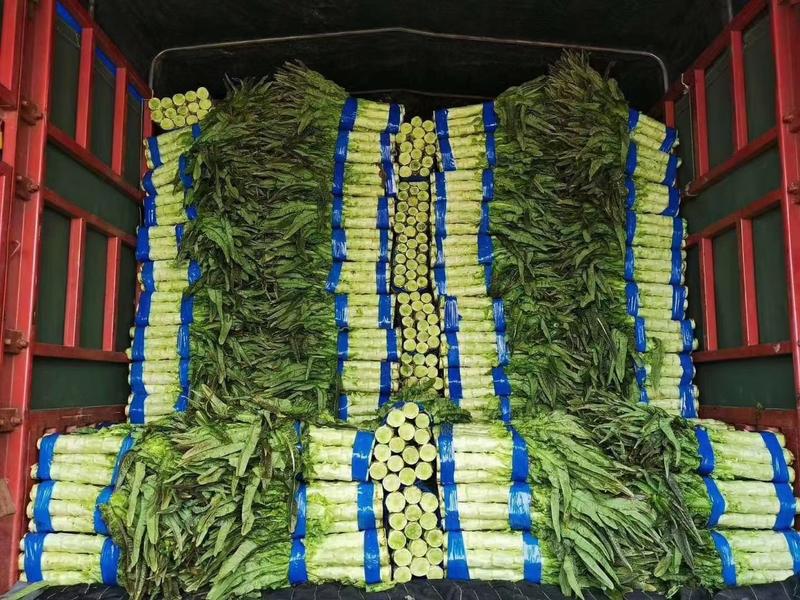 精品红叶莴笋大量上市中，货源充足，质量保证