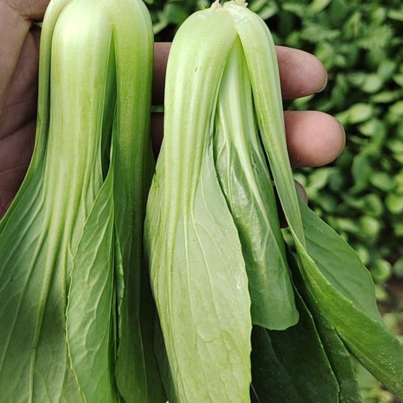 精品小油菜油麦菜奶白菜菠菜欢迎咨询合作共赢