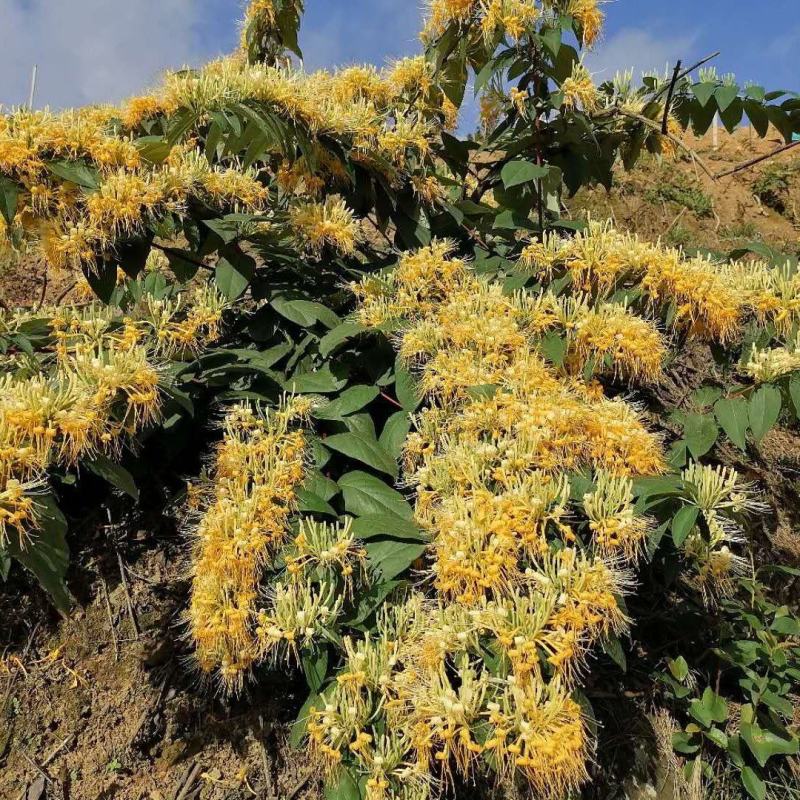 金银花（称山银花开花五彩花）