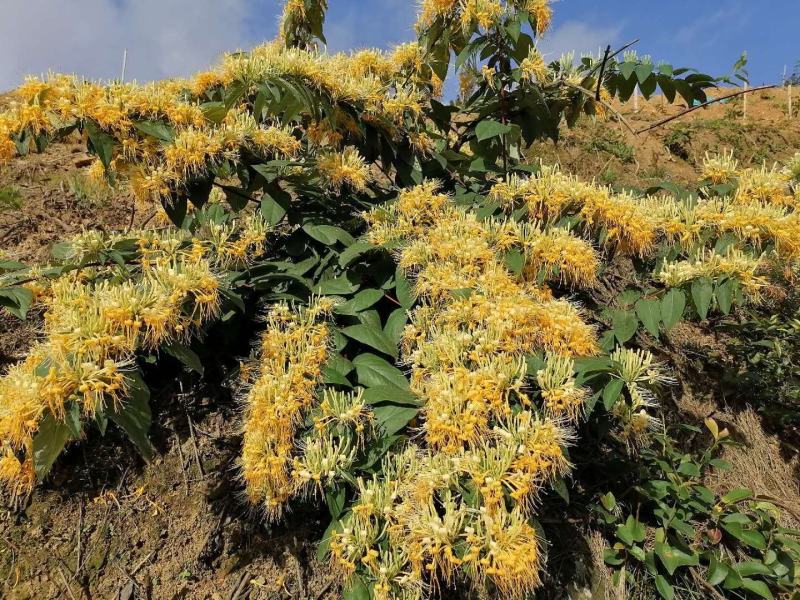 金银花（称山银花开花五彩花）