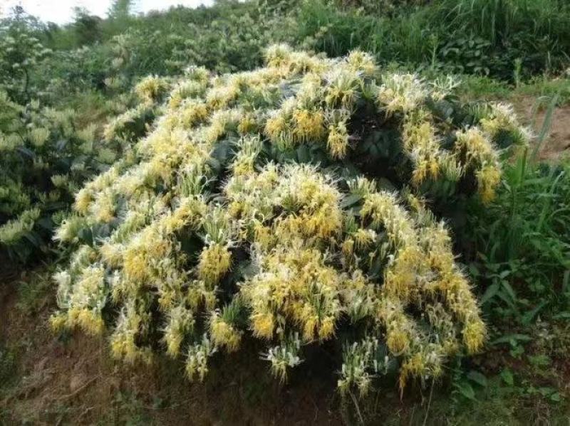 金银花（称山银花开花五彩花）