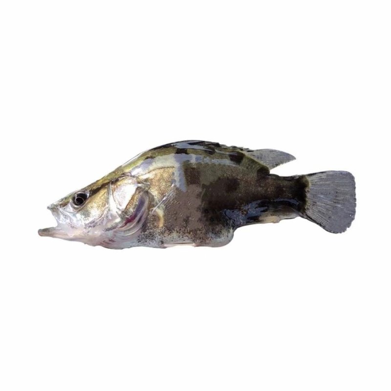 鳜鱼苗、、一亩田下单安全、视频选货、淡水养、