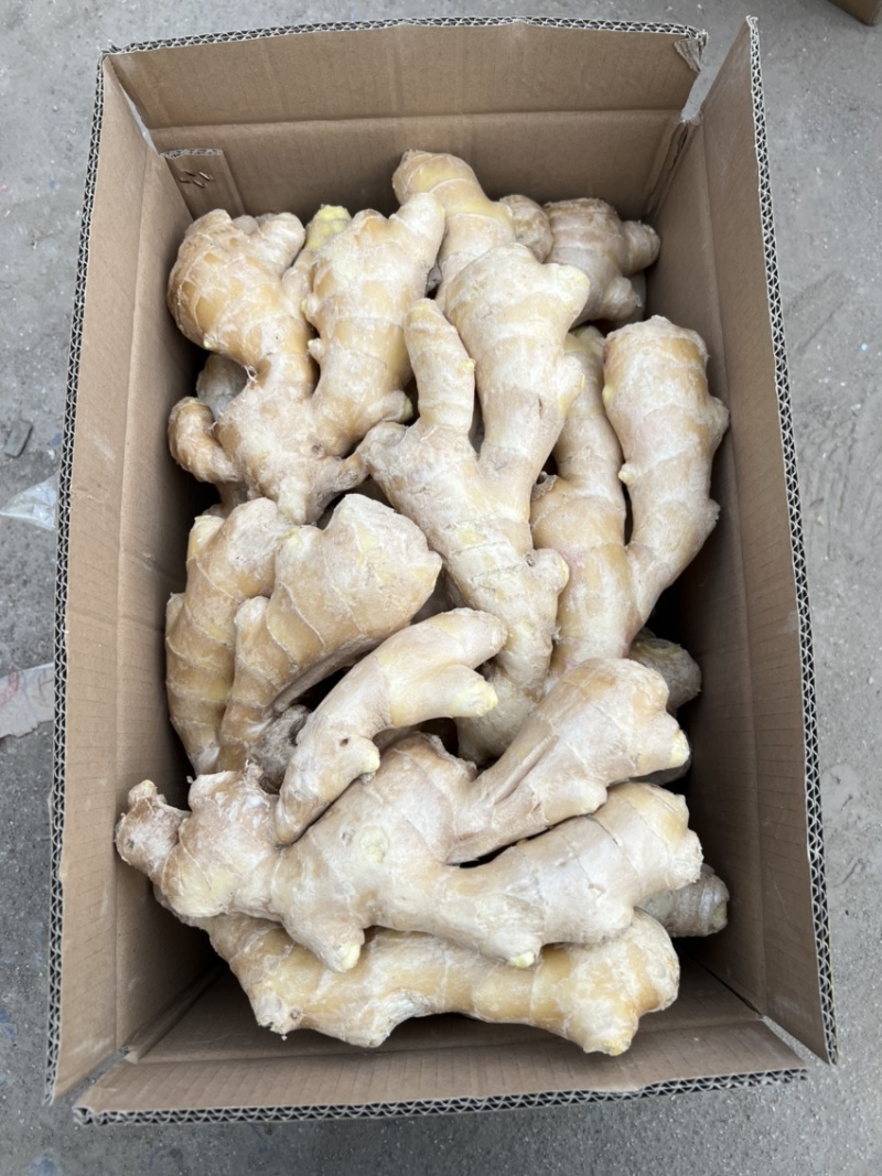 山东大姜昌邑大姜风干大姜泥姜水洗姜保险姜