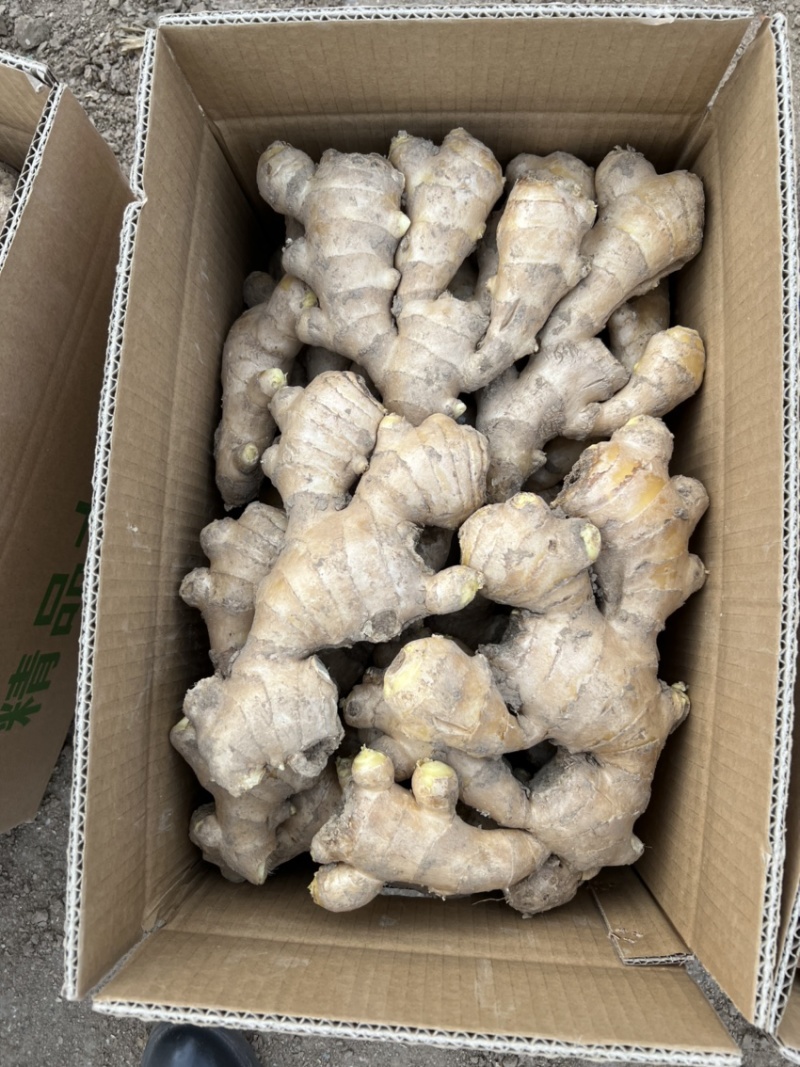 山东大姜昌邑大姜风干大姜泥姜水洗姜保险姜