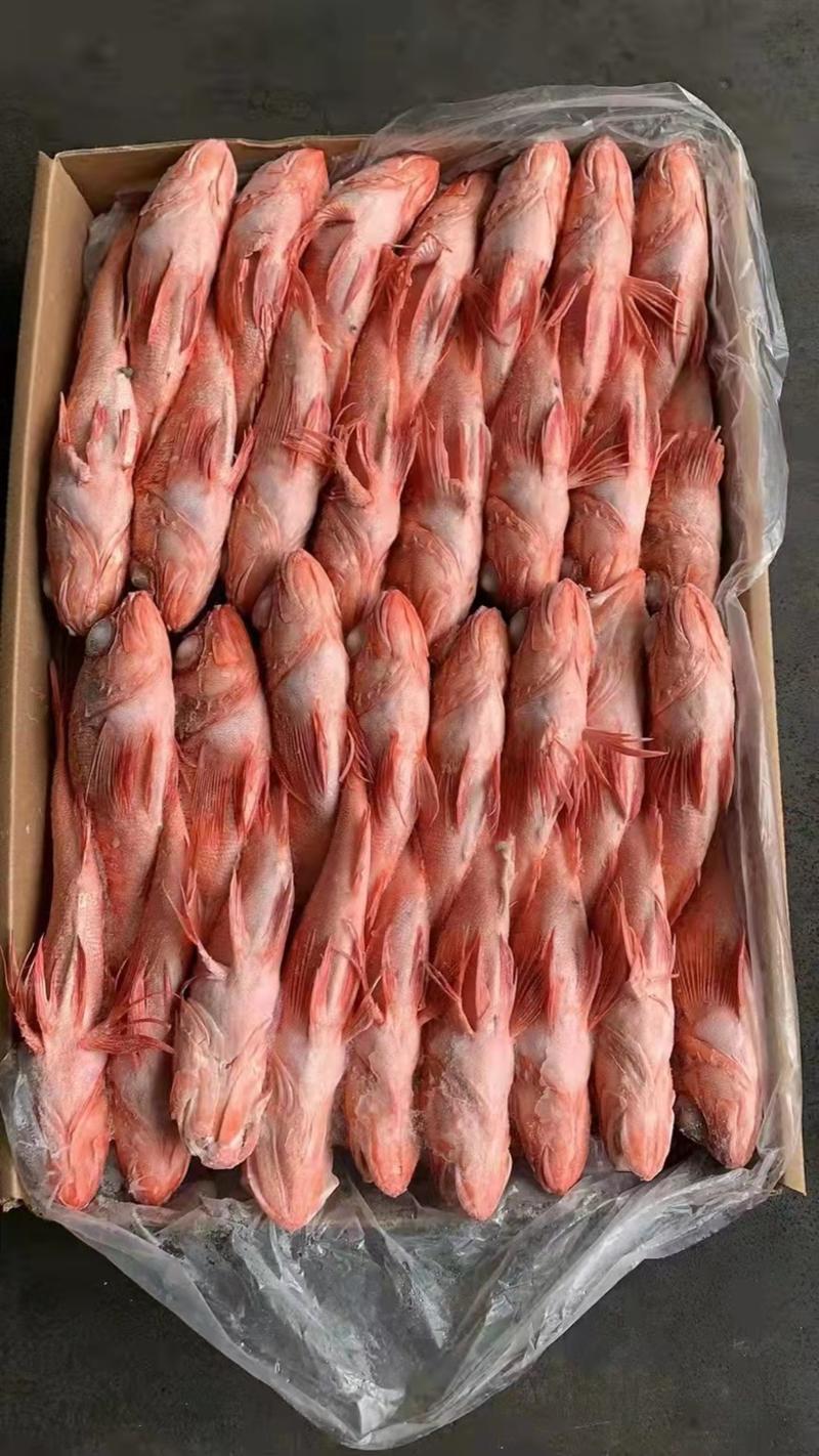 印尼红目鲢鱼