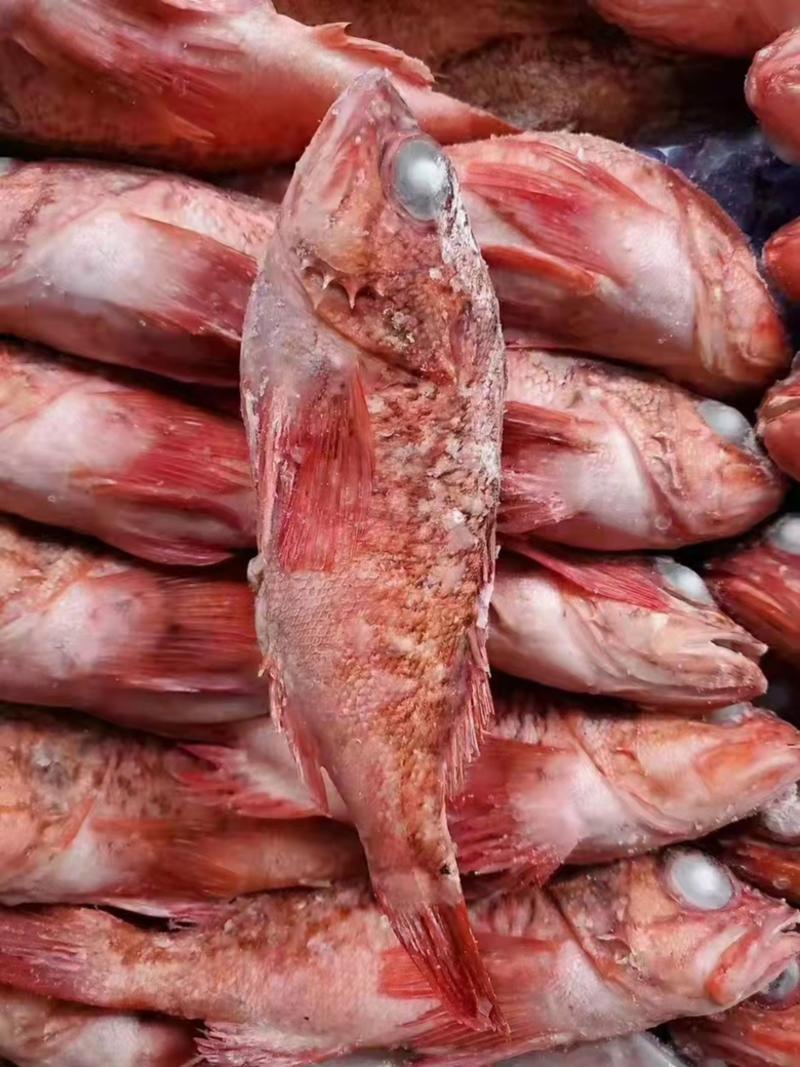 印尼红目鲢鱼