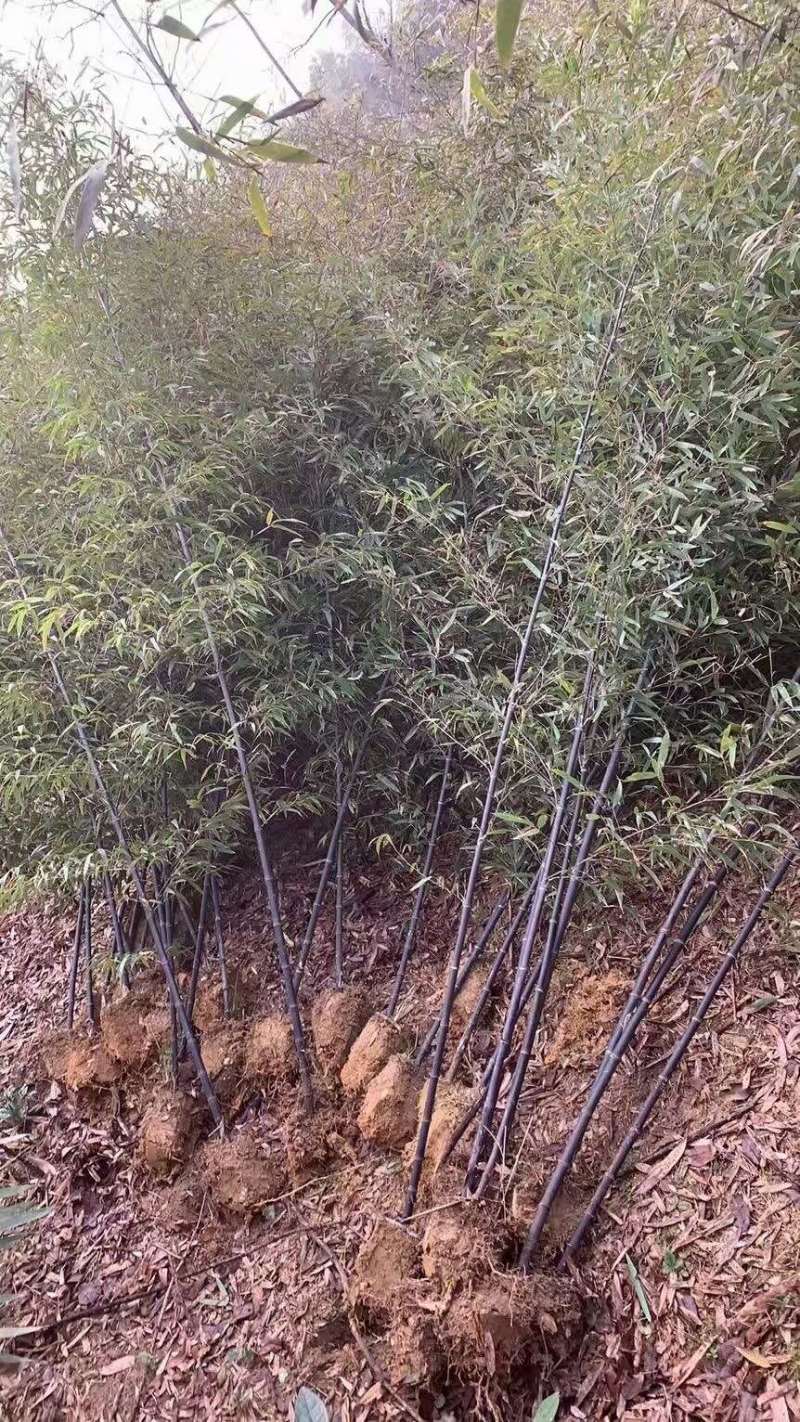 紫竹
