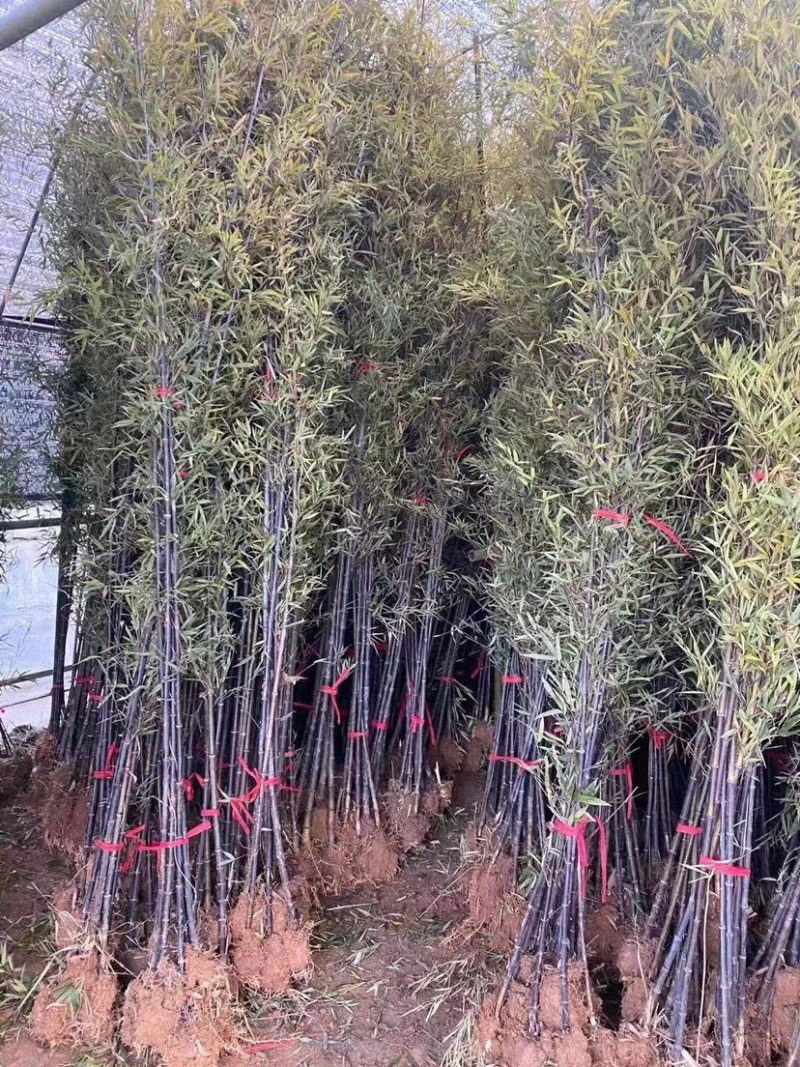紫竹