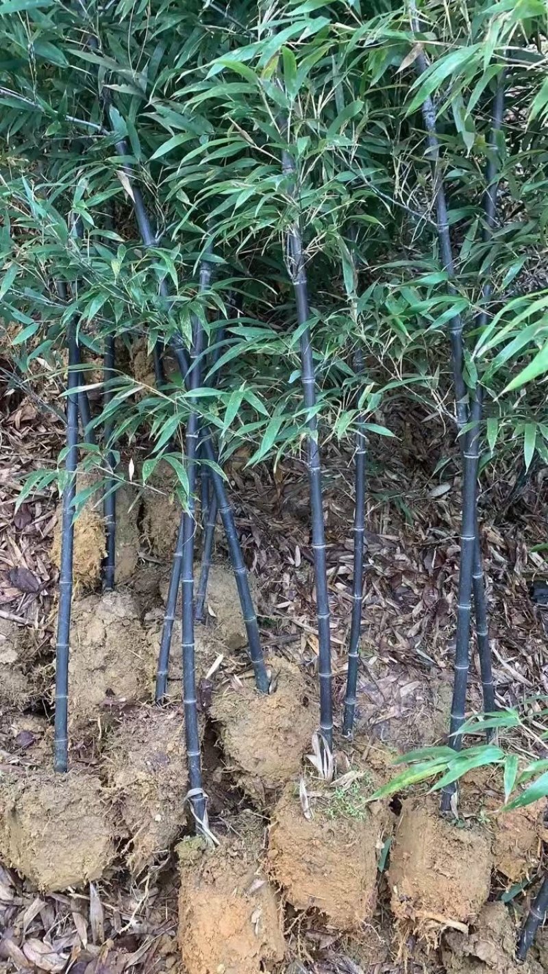 紫竹